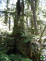 thn_NZ leden-unor 2006 259.jpg